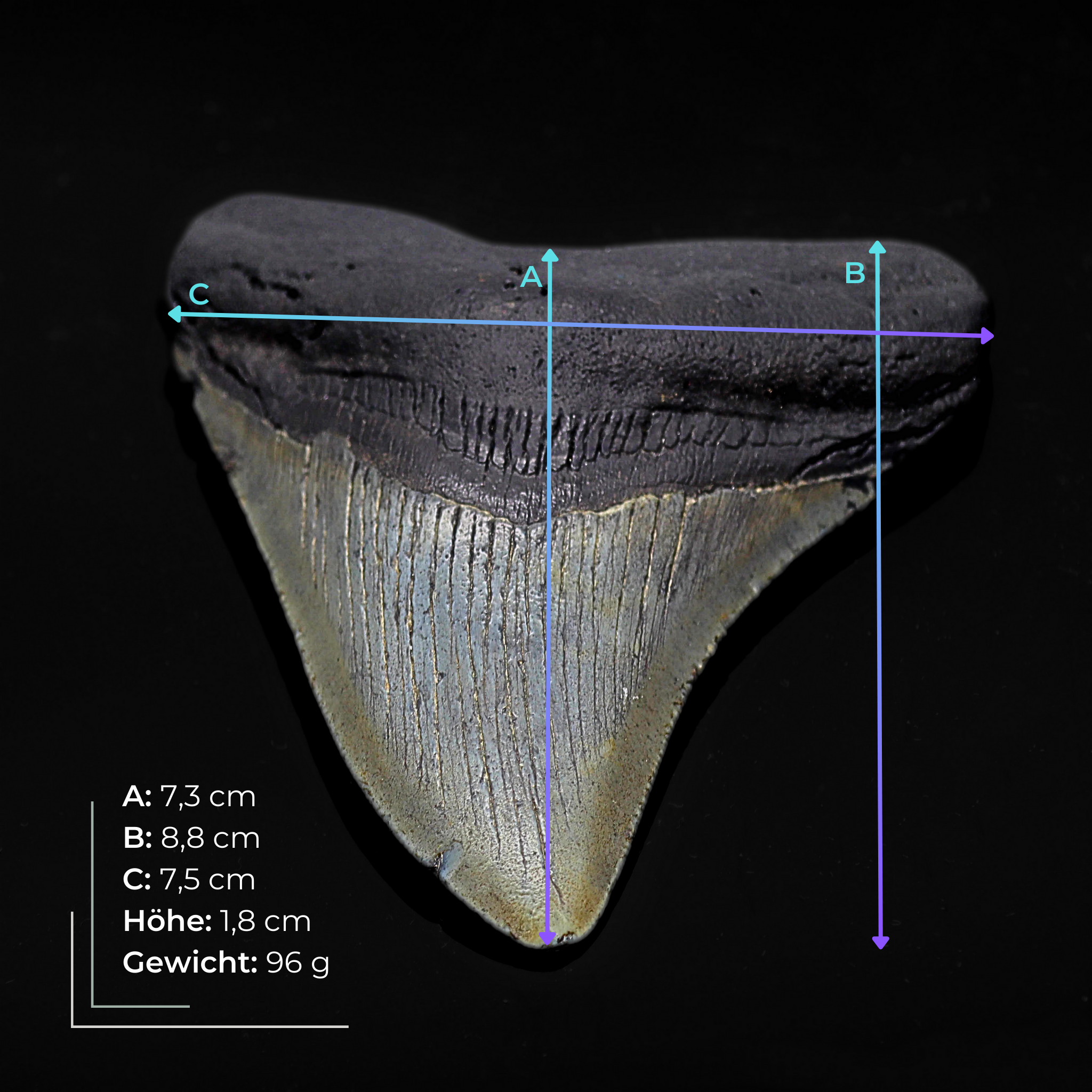Megalodon Zähne