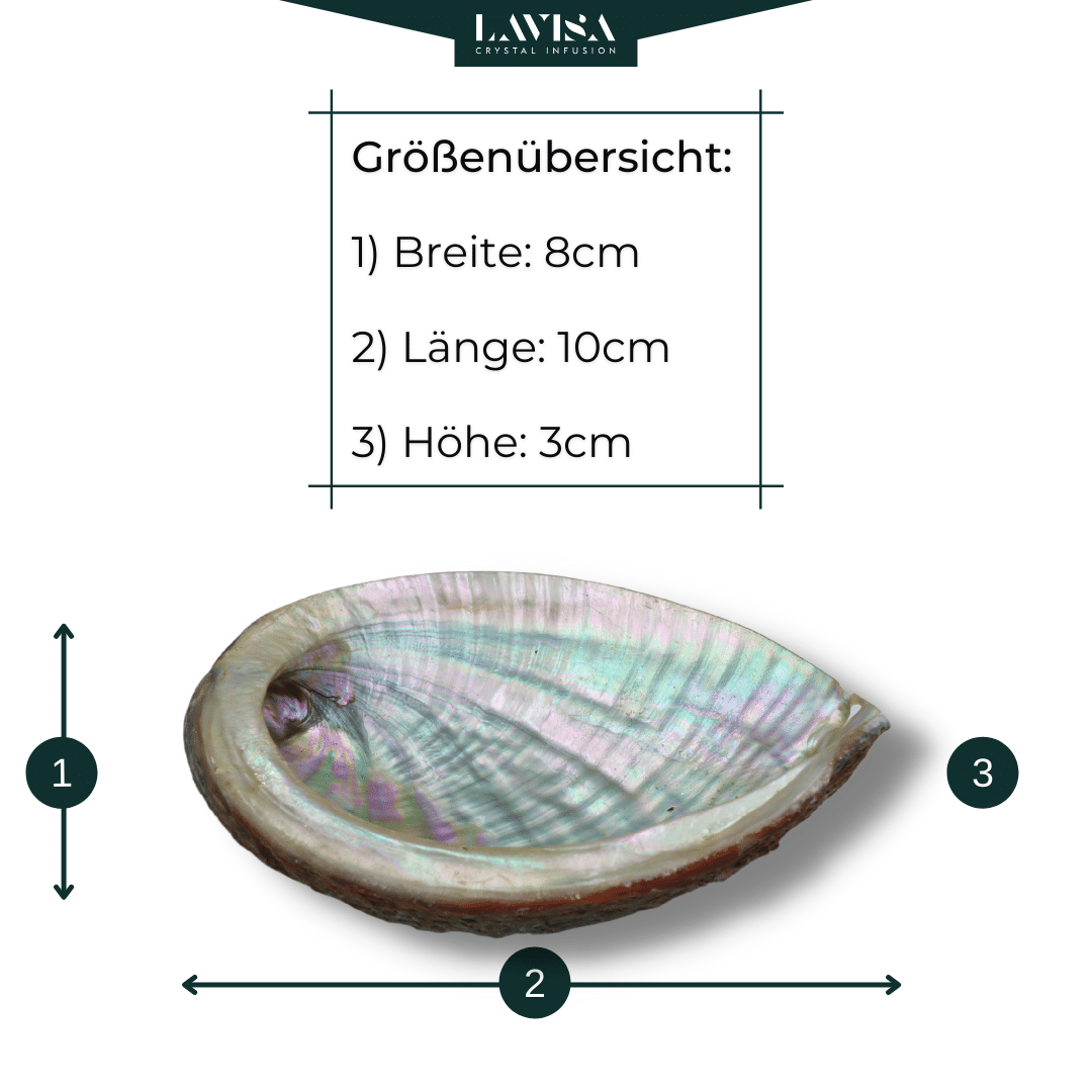 Abalone Muschel