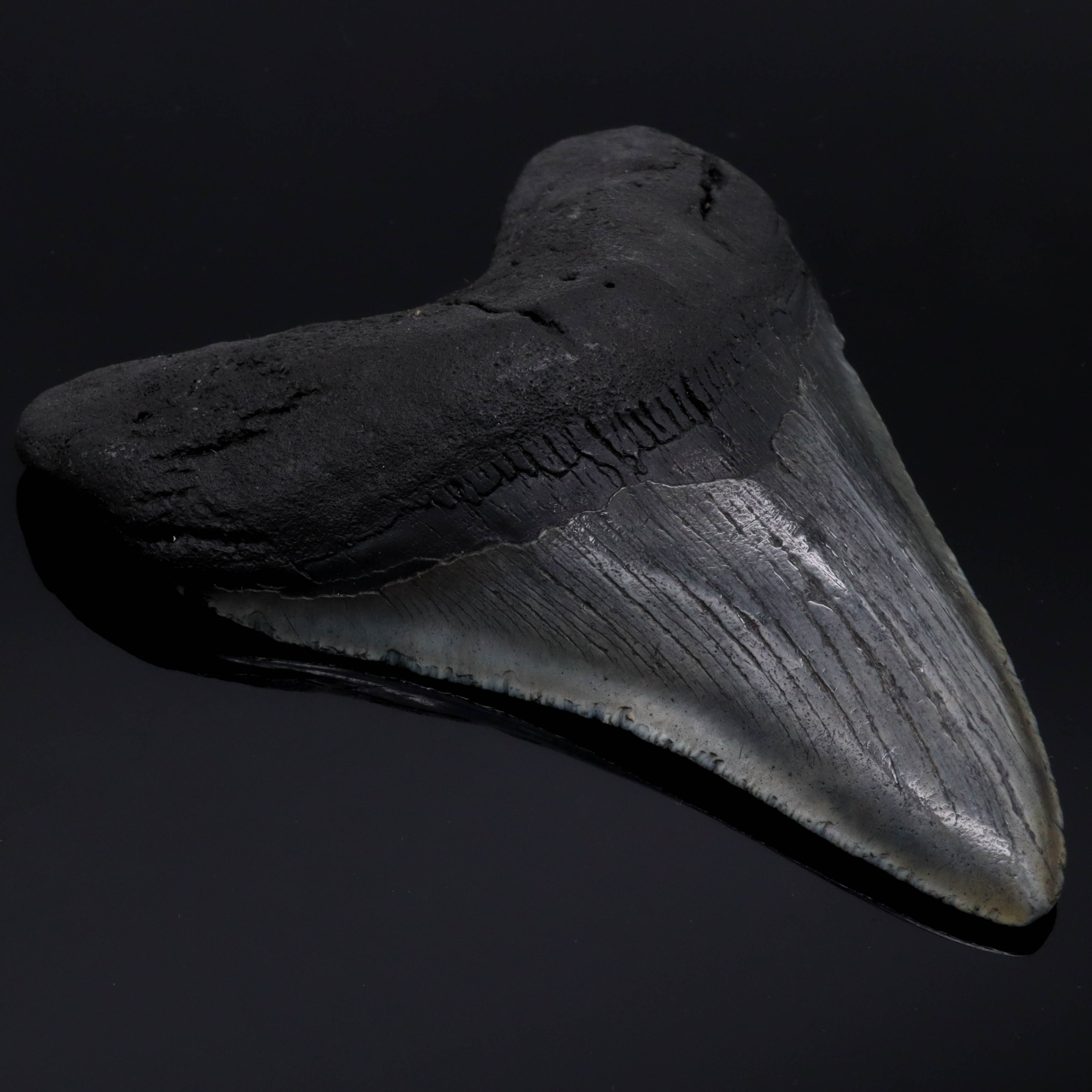 Megalodon Zahn versteinert #2 (11,2cm, 190g)