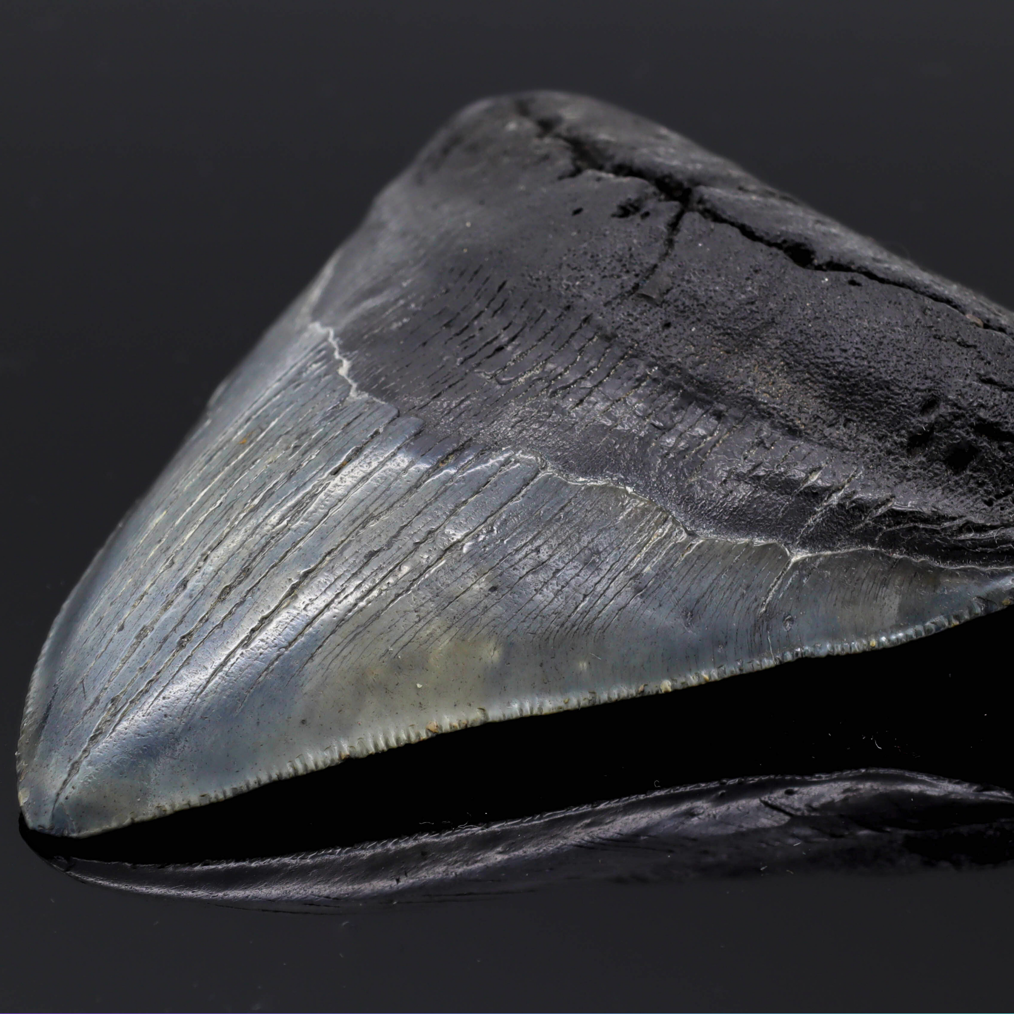 Megalodon Zahn versteinert #6 (11,7cm, 182g)